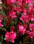 Гаура 2-налични цвята, снимка 3
