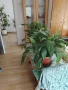 продавам къща в гр. Панагюрище , снимка 10