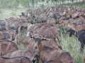 Продавам чистокръвни кози френски алпин  , снимка 2