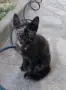 Подаряваме котета , снимка 1