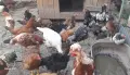 Продавам Кокошки и петли, снимка 1