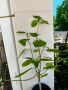 Хибискус Малва Hibiscus malvaviscus, снимка 4