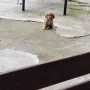 Кокер Шпаньол , снимка 1