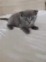 продавам 3 котенца , снимка 5