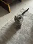 Шотландска  и британска клепоуха, снимка 5