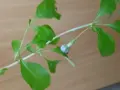 Продавам годжи бери, снимка 6