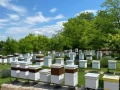 НАТУРАЛЕН ПЧЕЛЕН МЕД РЕКОЛТА 2026🍯, снимка 4