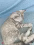  Женска бенгалска котка, Bengal Snow Lynx, , снимка 5