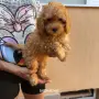 Мини пуделчета момче и момиче, снимка 6