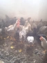 Продавам петли, снимка 2