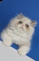 Персийски котенца , снимка 9