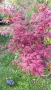Японски Клен, Аcer palmatum Аtropurpureum, снимка 2