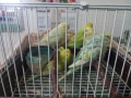 Продавам вълнисти папагали, снимка 14