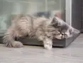 Персийски котета, сестрички родени на 23.05.26г., снимка 4