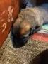 Белгийска овчарка  !!! , снимка 3
