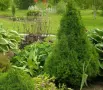 🌲🌲🌲 Picea glauca 'Conica' – Декоративен смърч Коника (джудже), снимка 4