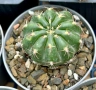 Кактус  Matucana Polzii, снимка 9