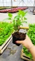 Хортензия Сибила, Hydrangea macrophylla Sibilla за сянка!!, снимка 10