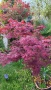 Японски Клен, Аcer palmatum Аtropurpureum, снимка 5