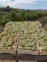 Продавам грозде, снимка 4