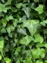 Обикновен бръшлян (hedera helix), студоустойчив, снимка 1