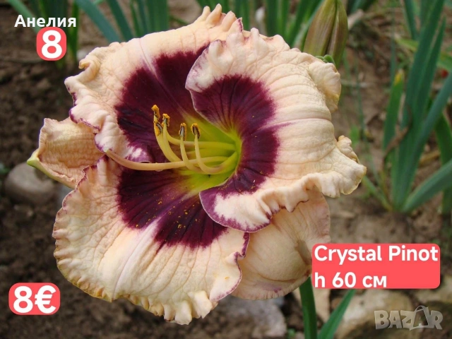Хамерокалиси за продажба Зимоустойчиви Обява 2, снимка 17 - Градински цветя и растения - 55138141