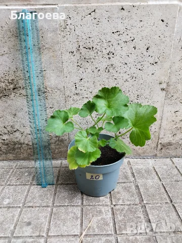 Мушкато различни цветове от 1 € , 1.50 € , 2 € , снимка 9 - Стайни растения - 54865354
