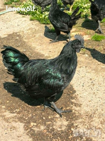 Петли аям кемани