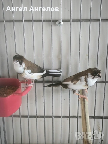 амадини,японки, снимка 5 - Амадини - 54130389