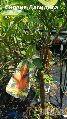  Кумкуат Arancio Citus Sinensis, снимка 2 - Градински цветя и растения - 51814230