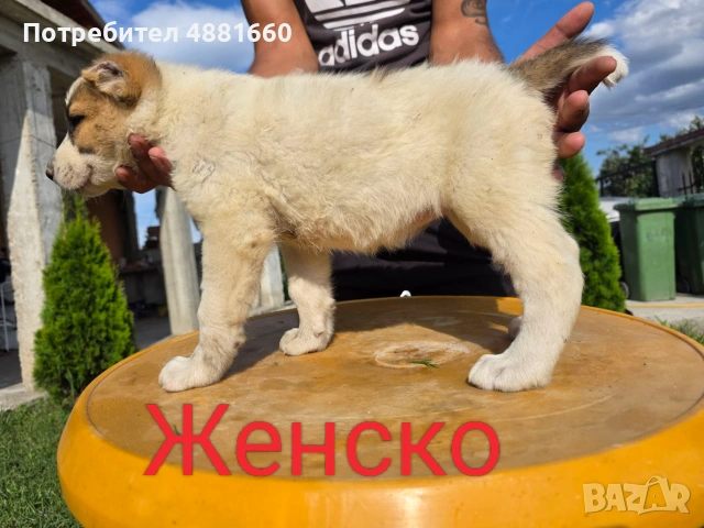 Кутрета Чистокръвни Алабай, снимка 6 - Алабай - 55234718