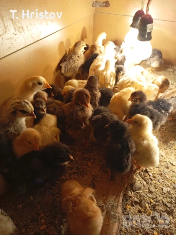 Пилета 10 дневни