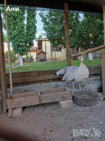 Пауни , снимка 6 - други­ - 54563812