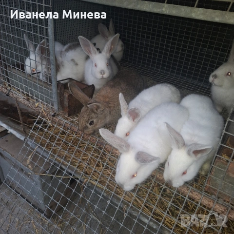 Продавам зайчета, снимка 5 - Други - 54220526
