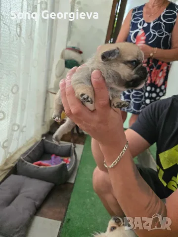 🐾 Очарователни бебета мопс търсят своите любящи семейства! 🐾, снимка 2 - Мопс - 55419722