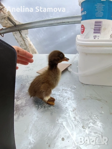 Патета индийски бегачи, снимка 2 - други­ - 54100790