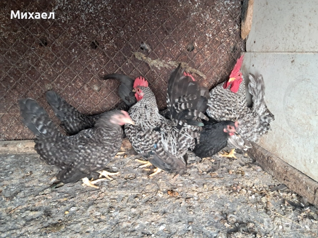 Шабо чифтове от тази година и от миналата, снимка 2 - Кокошки и пуйки - 55289307