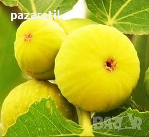 БЯЛА СМОКИНЯ - двугодишен разсад, височина 120 см