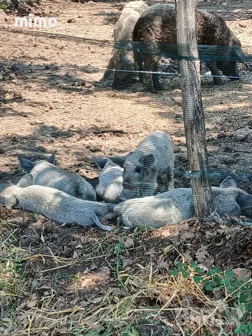 прасета мангалица , снимка 5 - Прасета - 55340475
