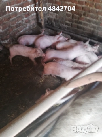 Продавам малки прасенца