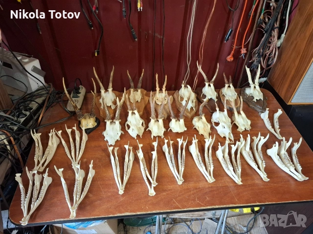 Продават се рога и челюсти.