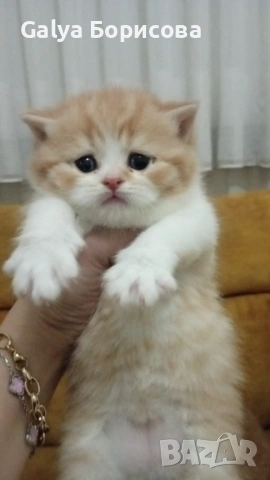 Британски биколори , снимка 2 - Британска късокосместа - 54162093