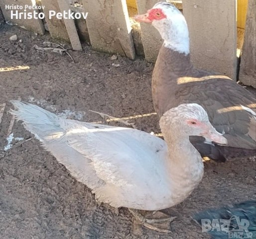 Продавам неми Патици и Патори , снимка 10 - Патици и гъски - 54097625