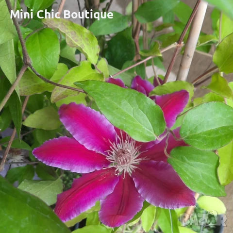 Кралски Клематис  (Clematis ) Микс (Едри цветове) – Готови за засаждане!Пазарджик с доставка до дома, снимка 6 - Градински цветя и растения - 54529026