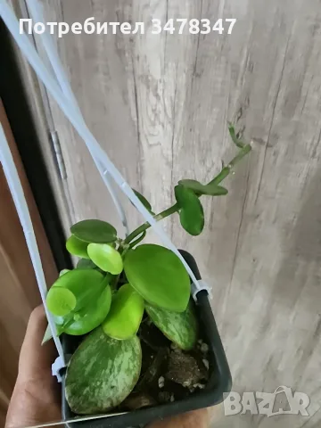 Хоя AFF. Biakensis, снимка 2 - Стайни растения - 55316388