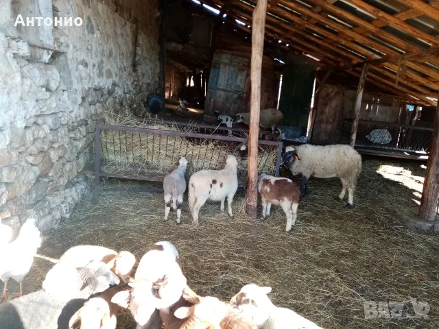 Продавам ярета и шилета, овен и пръч