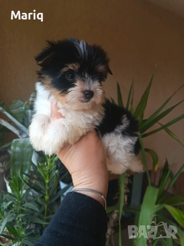 Бивер Йоркширски териер, снимка 5 - Други - 54296398