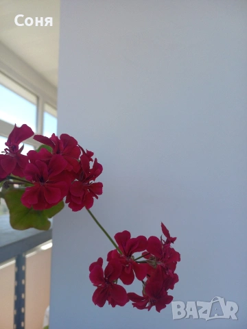 Тъмно червени и розови сакъзи