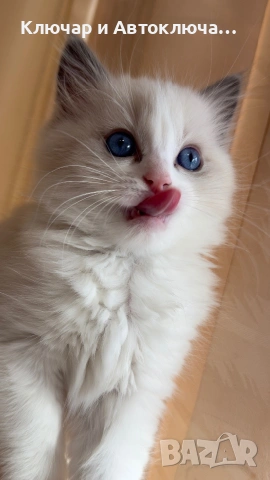 Регдол чистокръвни котета / Ragdoll