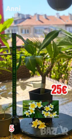 🌸 Плумерия (Frangipani) – Изберете си растение 🌸, снимка 5 - Градински цветя и растения - 55526267